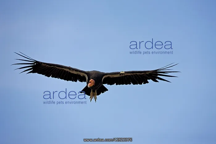 : California Condor - Immature male in flight showing tags : California Condor - Immature male in flight showing tags