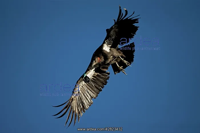 : California Condor - Immature male in flight showing tags : California Condor - Immature male in flight showing tags