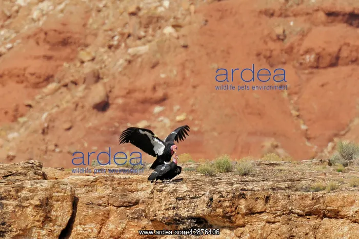 : California Condor - mating : California Condor - mating