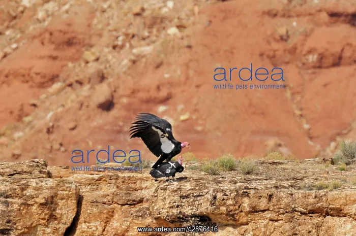 : California Condor - mating : California Condor - mating