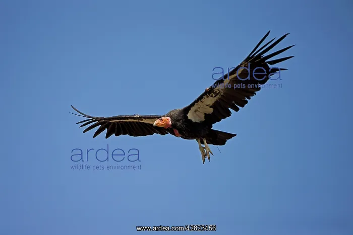 : California Condor - Mature bird in flight showing tags : California Condor - Mature bird in flight showing tags