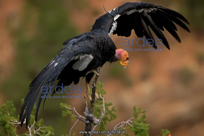 : California Condor - Mature showing wing tag : California Condor - Mature showing wing tag