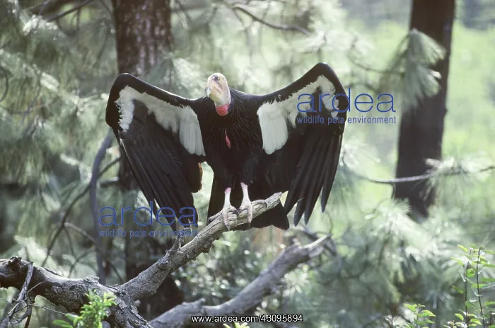 : California Condor with outspread wings : California Condor with outspread wings