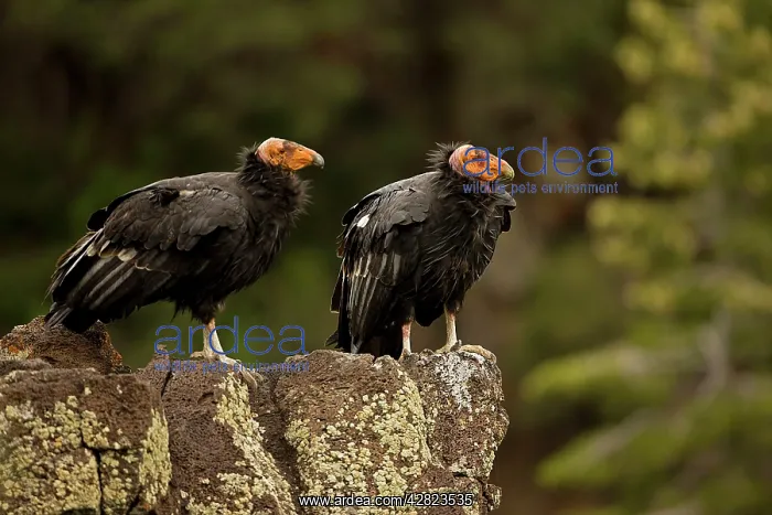 : California Condor - On rock : California Condor - On rock