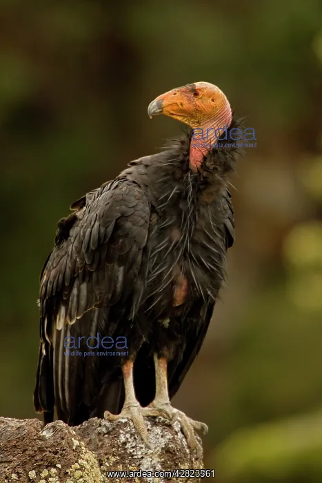 : California Condor - On rock : California Condor - On rock