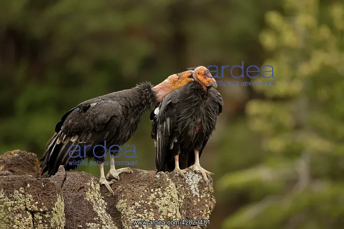 : California Condor - On rock calling : California Condor - On rock calling