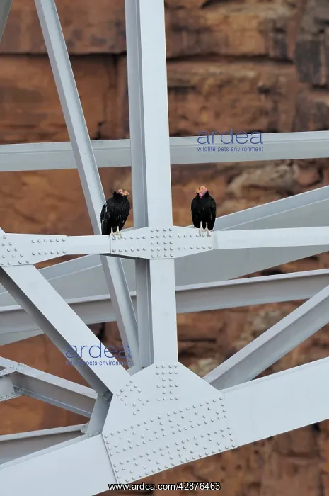 : California Condor - sitting on Navajo Bridge across : California Condor - sitting on Navajo Bridge across