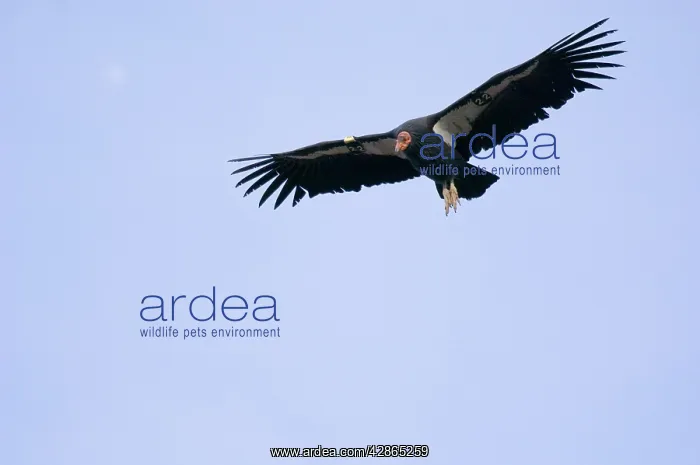 : California Condor - soaring on thermals : California Condor - soaring on thermals