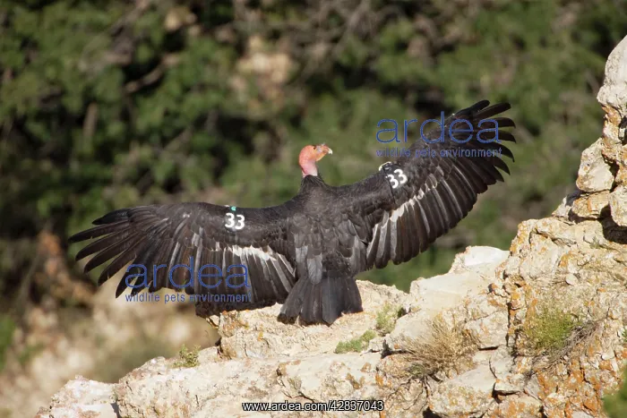  : California Condor - Sunning itself on rock showing
