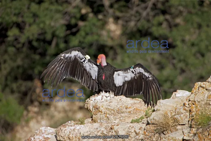 : California Condor - Sunning itself on rock showing wing tags : California Condor - Sunning itself on rock showing wing tags