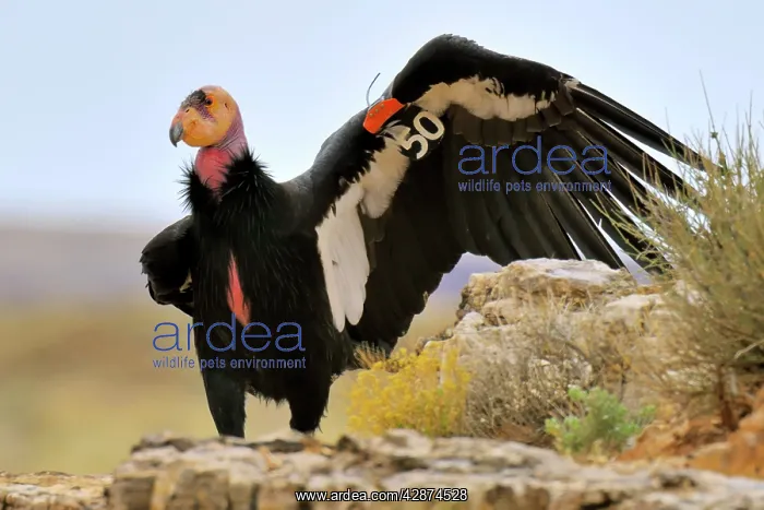 : California Condor - with tags : California Condor - with tags