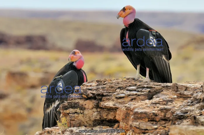 : California Condor - with tags : California Condor - with tags