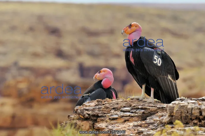 : California Condor - with tags : California Condor - with tags