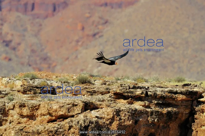 : California Condor - with tags - in flight : California Condor - with tags - in flight