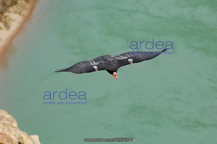  : California Condor - with tags - in flight over
