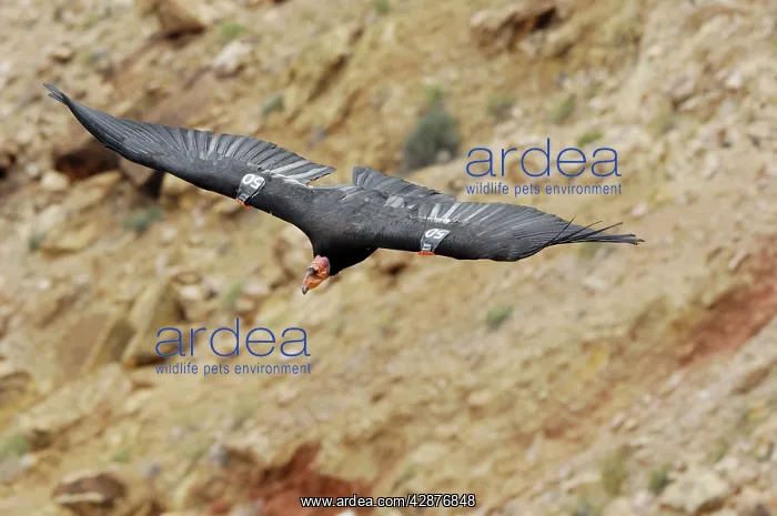 : California Condor - with tags - in flight : California Condor - with tags - in flight