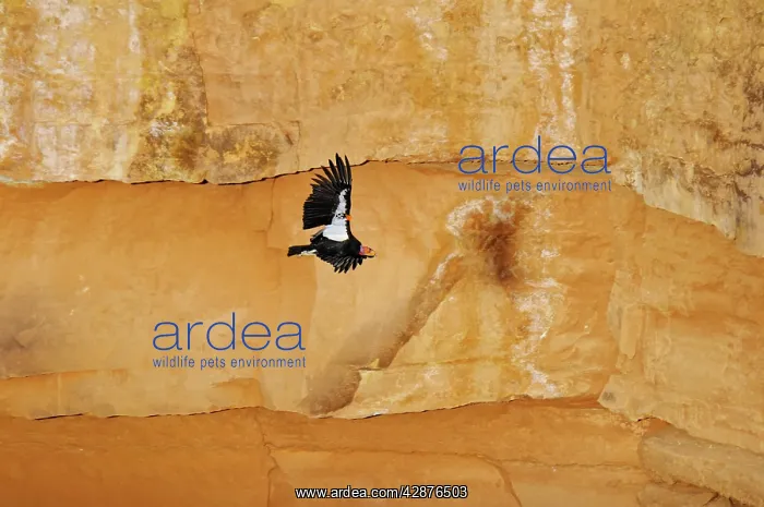 : California Condor - with tags - in flight along canyon walls : California Condor - with tags - in flight along canyon walls