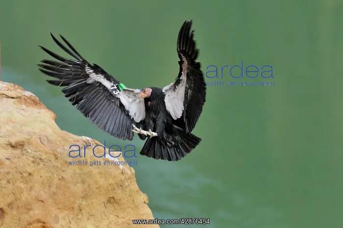 : California Condor - with tags - in flight landing : California Condor - with tags - in flight landing