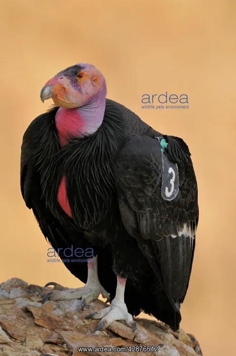 : California Condor - with tags - perched on rock : California Condor - with tags - perched on rock