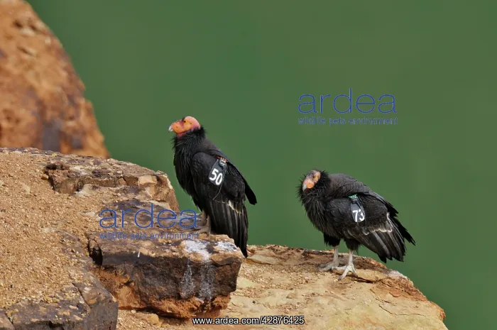 : California Condors - with tags : California Condors - with tags