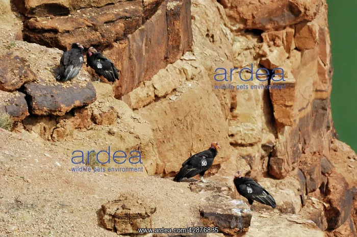  : California Condors - with tags - perched on rocks