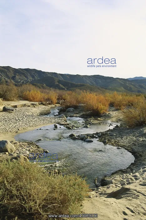: California Desert River : California Desert River