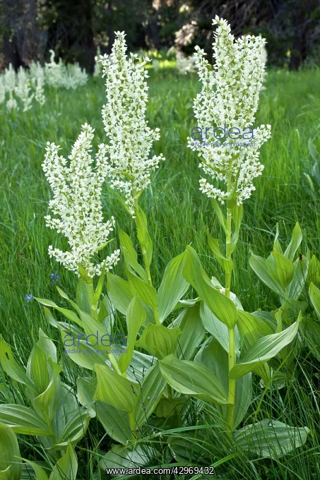  : California False Hellebore or California Corn Lily
