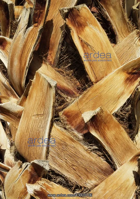 : California Fan Palm - bark detail with pruned palm : California Fan Palm - bark detail with pruned palm