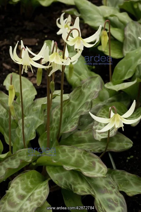 : California fawn-lily : California fawn-lily