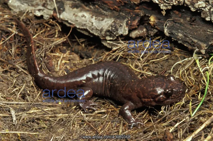  : California Giant Salamander