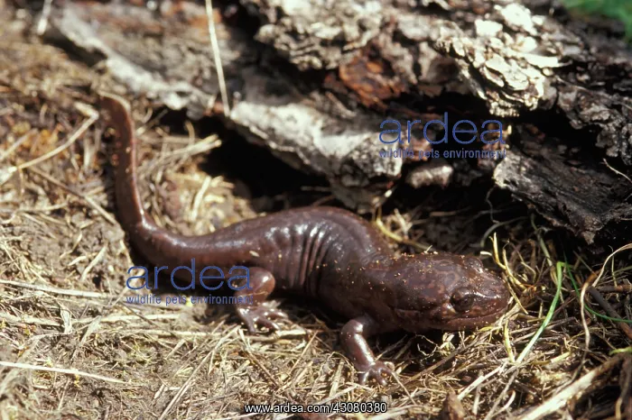  : California Giant Salamander
