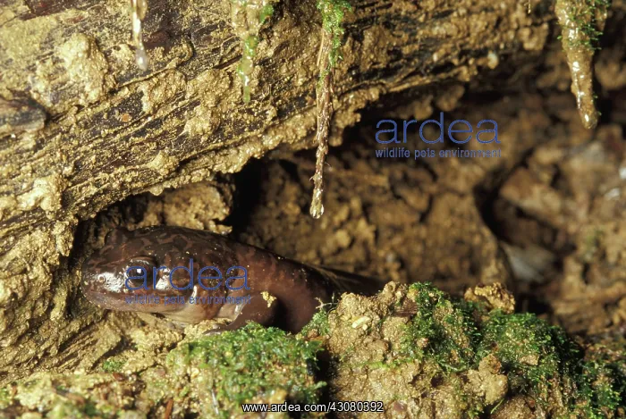 : California Giant Salamander : California Giant Salamander