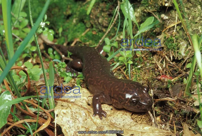 : California Giant Salamander : California Giant Salamander