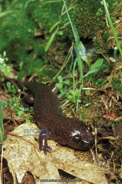 : California Giant Salamander : California Giant Salamander