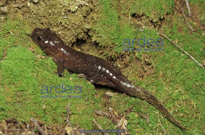 : California Giant Salamander : California Giant Salamander