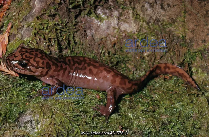 : California Giant Salamander : California Giant Salamander
