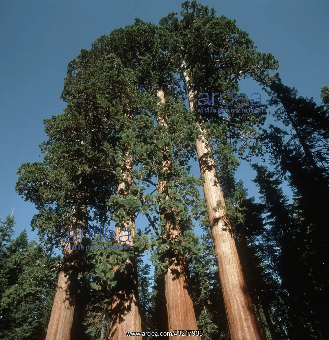 : California giant Sequoia : California giant Sequoia