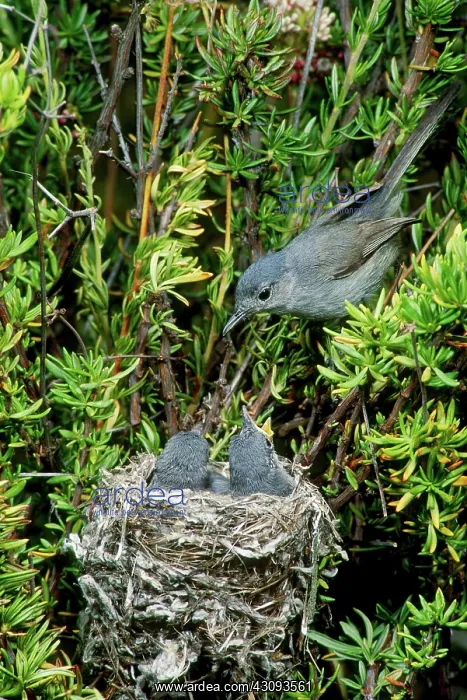 : California Gnatcatcher : California Gnatcatcher