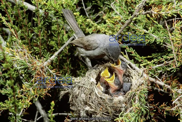 : California Gnatcatcher feeding young at nest : California Gnatcatcher feeding young at nest