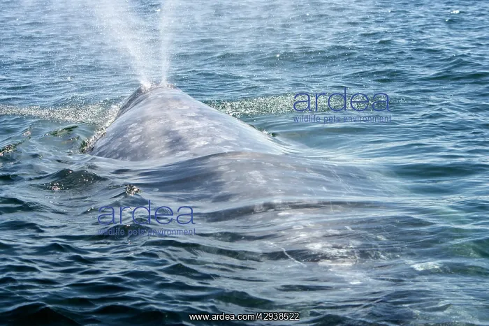 : California gray whale - adult : California gray whale - adult