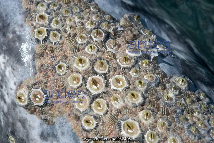 : California gray whale - adult, colony of barnacles : California gray whale - adult, colony of barnacles