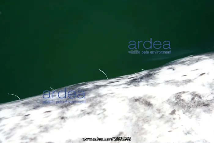  : California Gray Whale - adult, photo taken from
