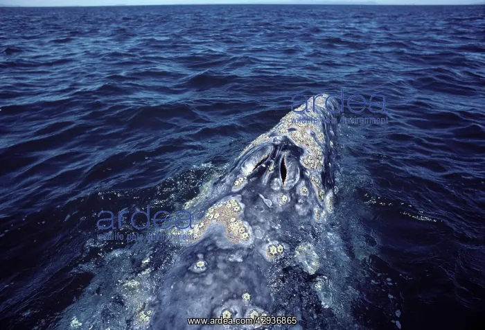 : California Gray Whale - Close-up of the head, showing : California Gray Whale - Close-up of the head, showing