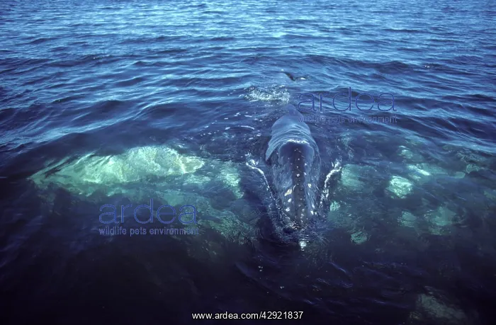 : California Gray Whale - Mother and calf. The calf : California Gray Whale - Mother and calf. The calf