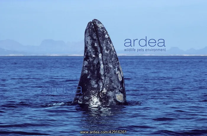  : California Gray Whale - Spy-hopping