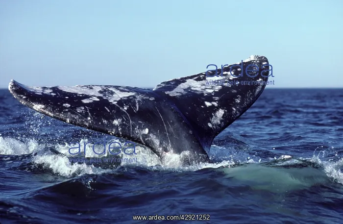 : California Grey Whale : California Grey Whale