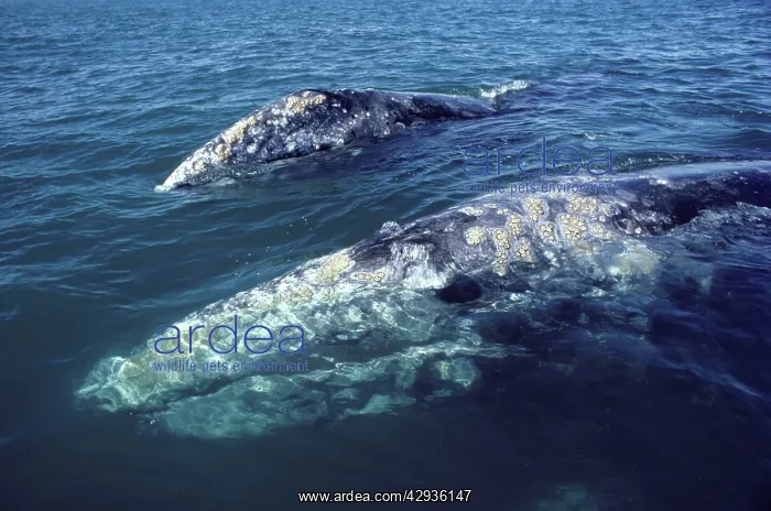 : California Grey whale : California Grey whale