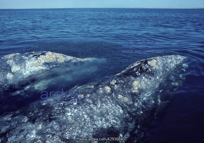 : California Grey whale : California Grey whale