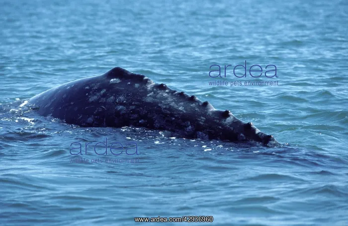 : California Grey Whale : California Grey Whale