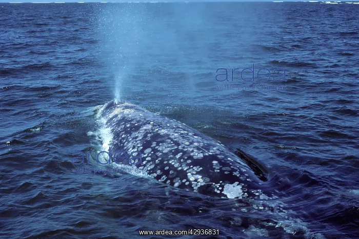 : California Grey whale, adult : California Grey whale, adult